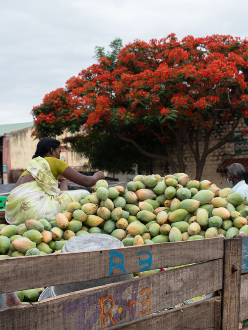 The Mango Season - Farming, Climate Change & how does it affect us